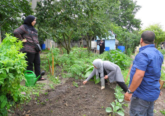 Le potager en action